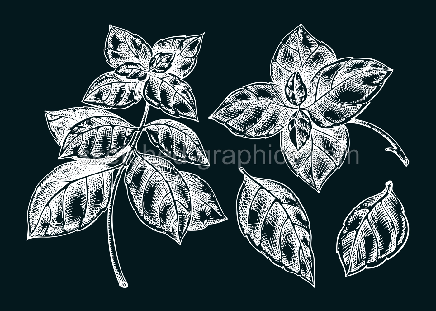 Italian Basil sketches set. Kitchen spice chalk drawing. Italian herbs and spices hand-drawn vector illustration. NOT AI generated Illustration